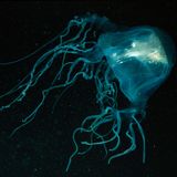 Eine Seewespe im dunklen Wasser. Diese Qualle ist sehr giftig