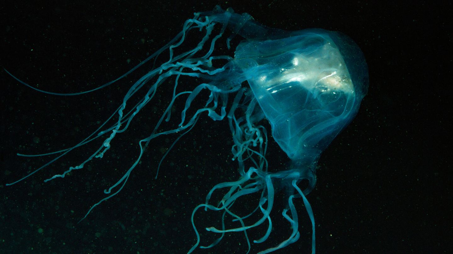 Eine Seewespe im dunklen Wasser. Diese Qualle ist sehr giftig