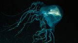 Eine Seewespe im dunklen Wasser. Diese Qualle ist sehr giftig