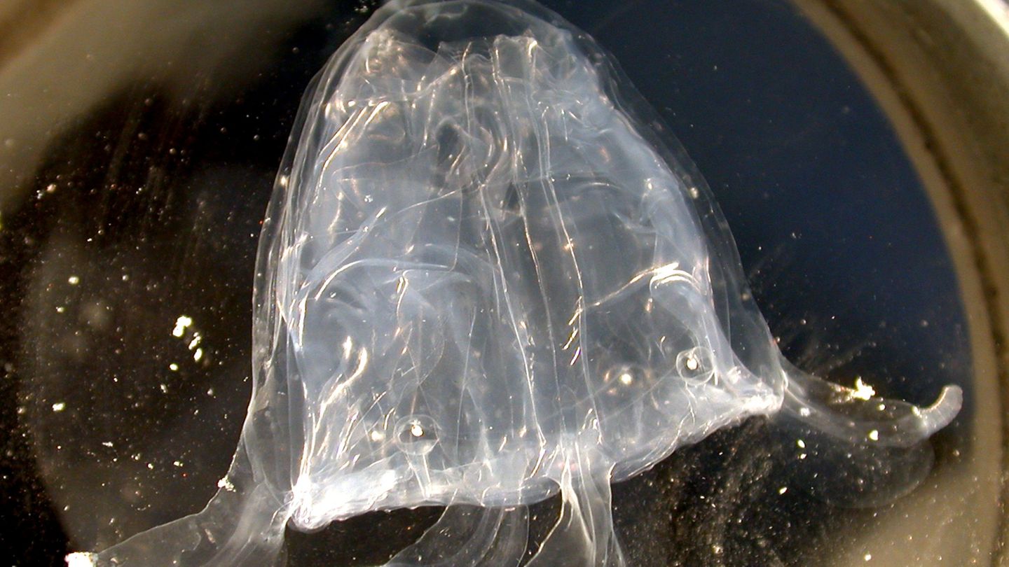 Platz 1: Irukandji – Australien Eine gefangene giftige Qualle von der Art Irukandji