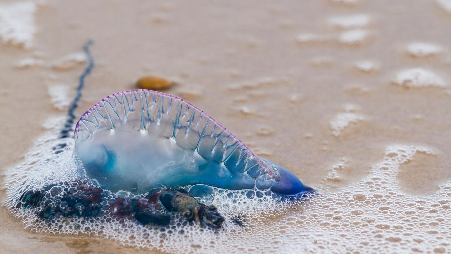 Eine Portugiesische Galeere am Strand. Streng genommen ist das keine Qualle