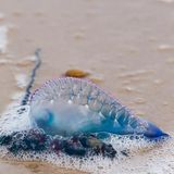 Eine Portugiesische Galeere am Strand. Streng genommen ist das keine Qualle