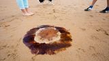 Eine giftige Qualle, die gelbe Haarquelle, liegt an einem Strand