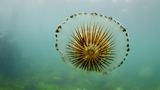 Eine giftige Qualle, die Kompassqualle, Chrysaora hysoscella