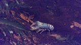 Lobster