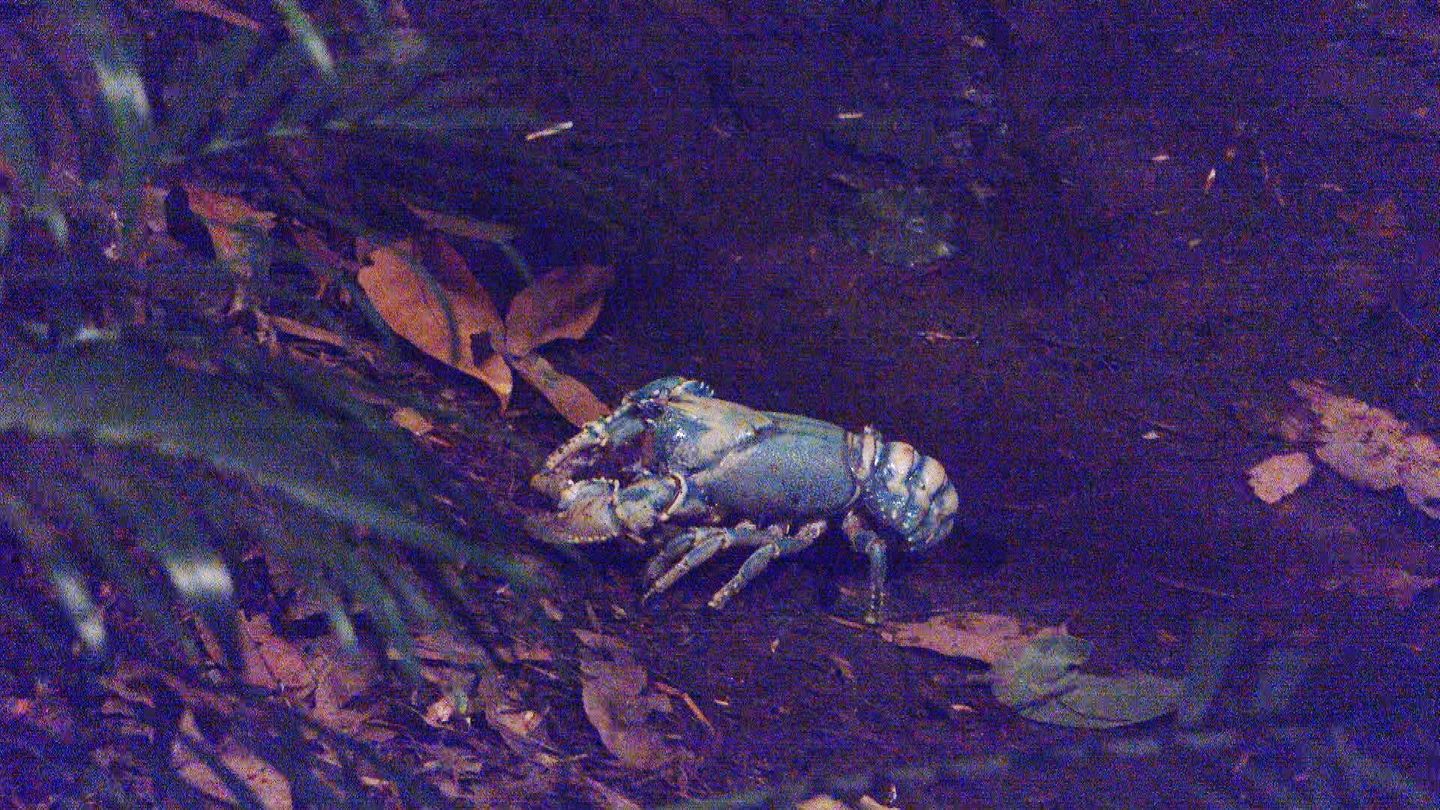 Lobster