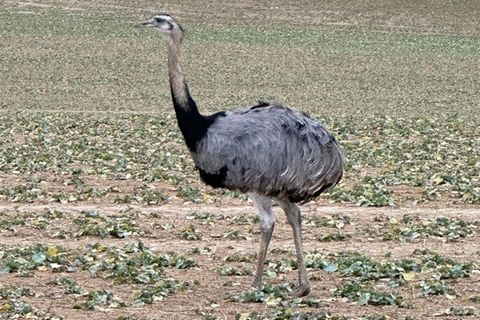 Emu Nando steht in Thüringen auf einem Feld