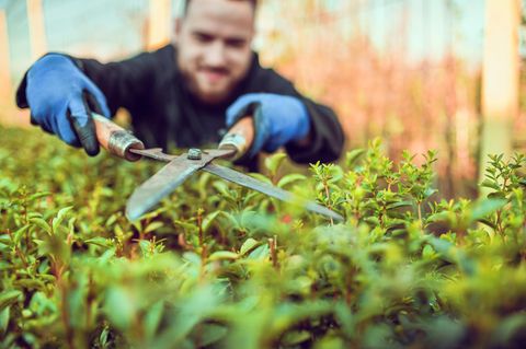 Hecken schneiden im Februar: Mann mit Heckenschere und Gartenhandschuhen
