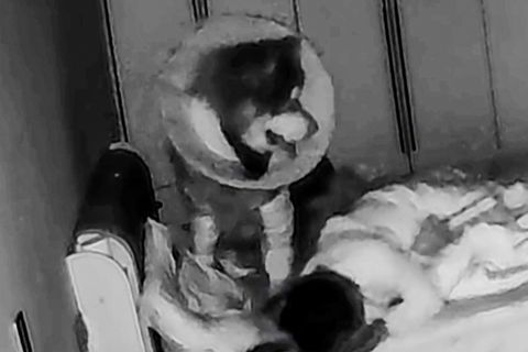 XXL-Hund: Schlafende Frau fast von Haustier zerquetscht