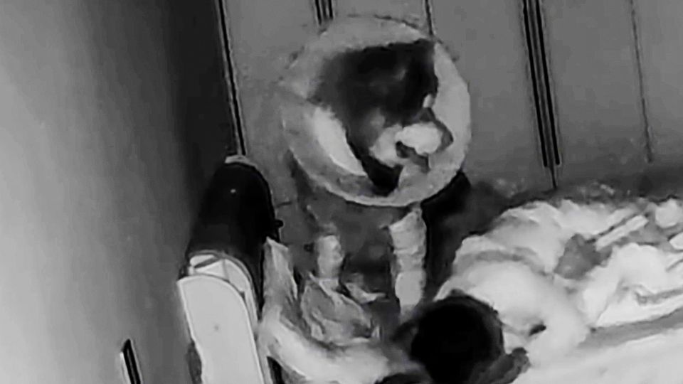 XXL-Hund: Schlafende Frau fast von Haustier zerquetscht