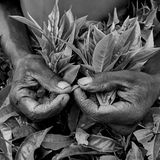 Hände, die Geschichten erzählen: ein Teepflücker