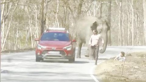 Dieser Elefant bedeutete für die beiden Touristen Lebensgefahr. Ein Mann war gerade mit seiner Familie im Auto unterwegs, als ein wilder Elefant den Highway des Nationalparks stürmte. Doch noch zwei weitere Touristen befanden sich illegalerweise auf der Straße. Sofort rannte der Elefant auf sie los und jagte ihnen hinterher, als einer von ihnen auch noch hinfiel. Da der Elefant daraufhin kurz abgelenkt wurde, blieben die Männer jedoch von Schlimmeren verschont.