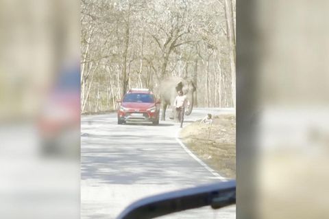 Dieser Elefant bedeutete für die beiden Touristen Lebensgefahr. Ein Mann war gerade mit seiner Familie im Auto unterwegs, als ein wilder Elefant den Highway des Nationalparks stürmte. Doch noch zwei weitere Touristen befanden sich illegalerweise auf der Straße. Sofort rannte der Elefant auf sie los und jagte ihnen hinterher, als einer von ihnen auch noch hinfiel. Da der Elefant daraufhin kurz abgelenkt wurde, blieben die Männer jedoch von Schlimmeren verschont.