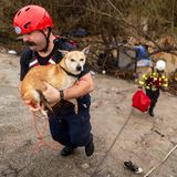 Ein Feuerwehrmann in Kalifornien trägt einen kleinen Hund im Arm