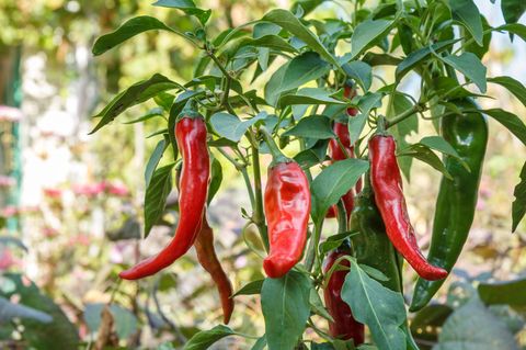 Rote reife Chilischoten auf dem Gartenbett mit verschwommenem Naturhintergrund