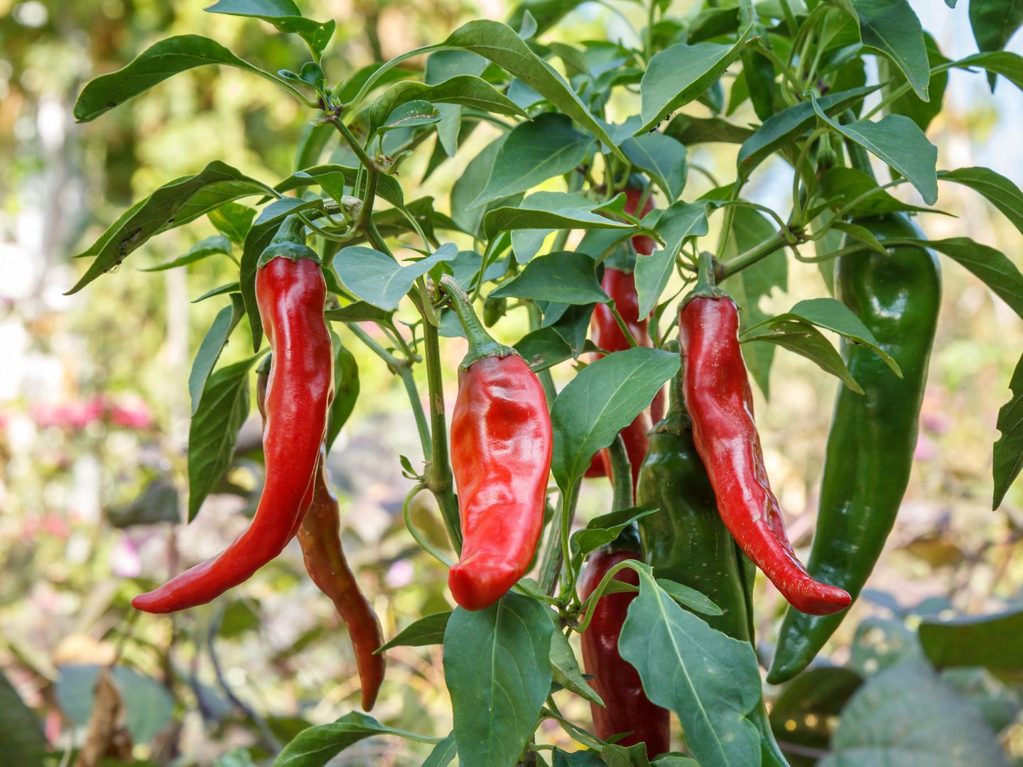 Chili pflanzen im Januar: So ziehen Sie scharfe Schoten jetzt vor | STERN.de