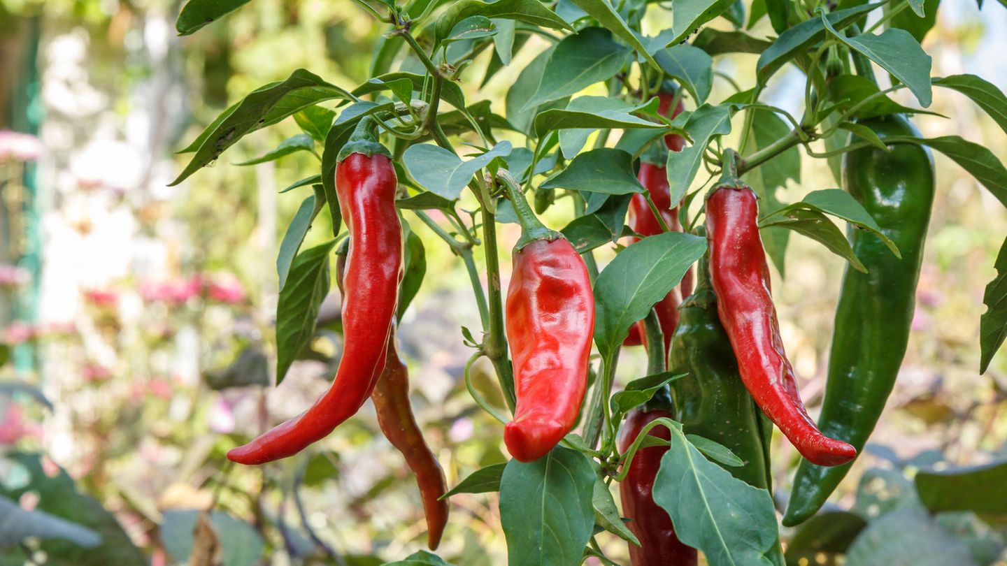 Rote reife Chilischoten auf dem Gartenbett mit verschwommenem Naturhintergrund