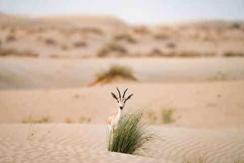 Eine Gazelle hinter einem Büschel Gras in der Wüste