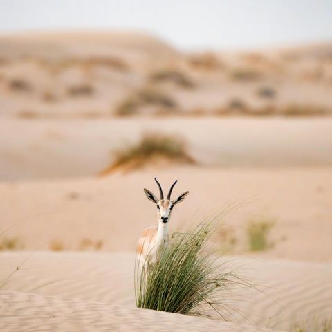 Eine Gazelle hinter einem Büschel Gras in der Wüste