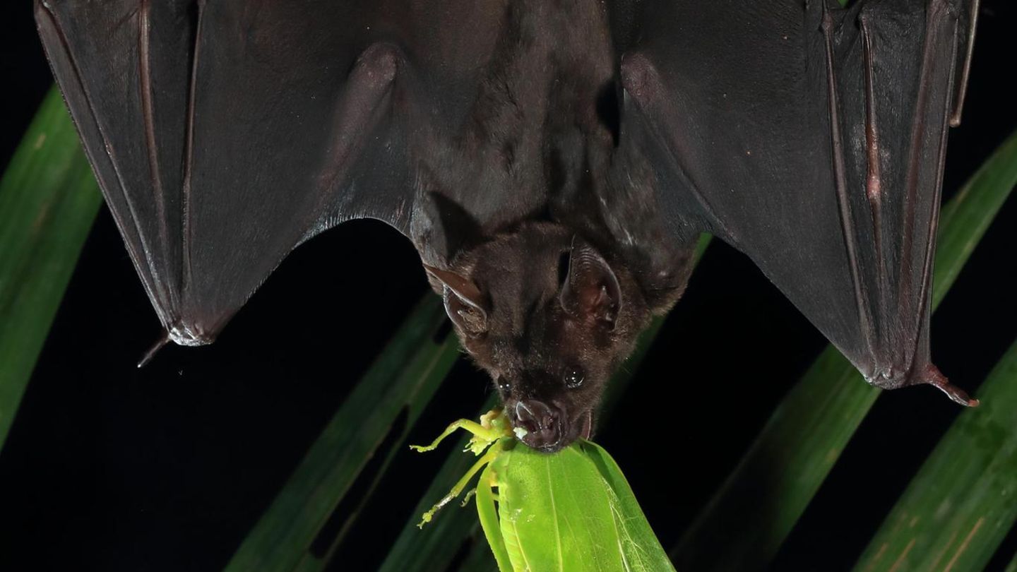 Eine Große Lanzennase (Phyllostomus hastatus) streckt ihre Flügel nach einem erfolgreichen Fang einer Katydide aus.
