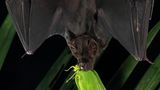 Eine Große Lanzennase (Phyllostomus hastatus) streckt ihre Flügel nach einem erfolgreichen Fang einer Katydide aus.