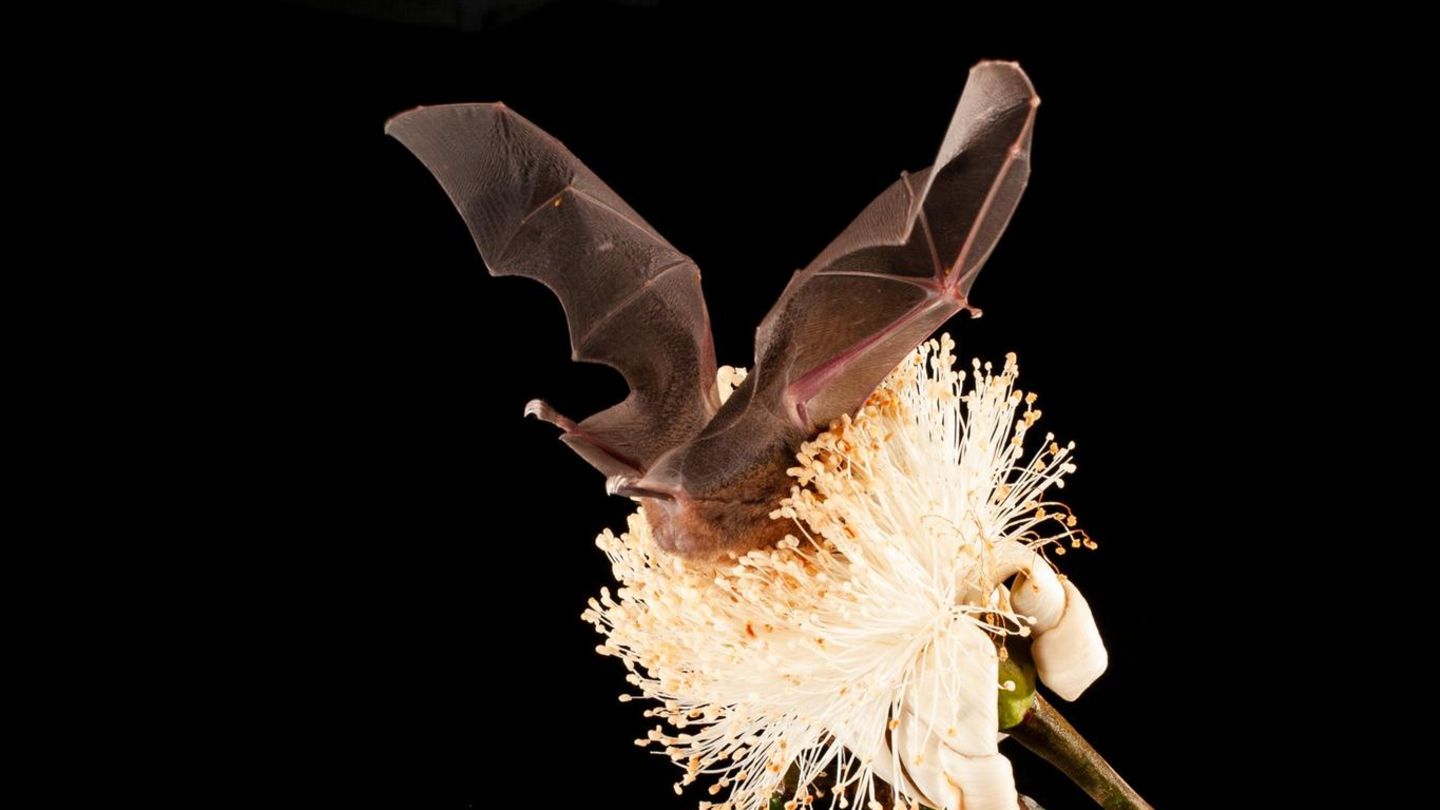 Die Blüten des Baumes Pseudobombax septenatum liefern genügend Pollen, um die Fledermäuse zu beschenken.
