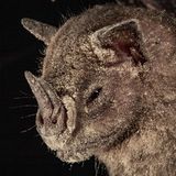 Ein Großer Fruchtvampir (Artibeus lituratus) ist mit Pollen bedeckt.