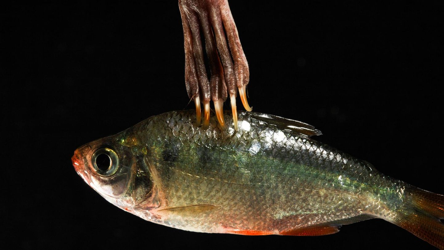 Die langen und scharfen Krallen des Großen Hasenmaul halten einen Fisch fest
