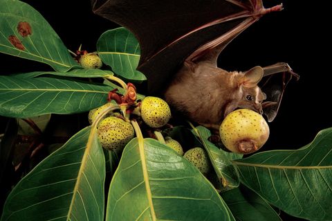 Eine Fruchtfledermaus (Artibeus lituratus) fliegt mit einer großen Feige im Mund los.