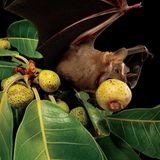 Eine Fruchtfledermaus (Artibeus lituratus) fliegt mit einer großen Feige im Mund los.