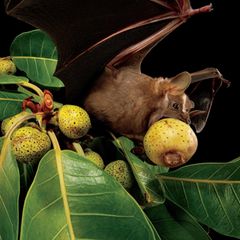 Eine Fruchtfledermaus (Artibeus lituratus) fliegt mit einer großen Feige im Mund los.