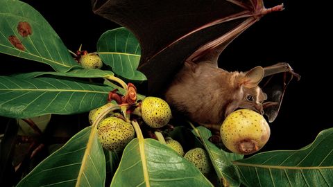 Eine Fruchtfledermaus (Artibeus lituratus) fliegt mit einer großen Feige im Mund los.