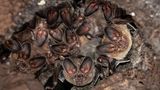 Ein genauer Blick auf Weißkehl-Rundohrfledermäuse (Lophostoma silvicolum) in ihrem Termitennest.