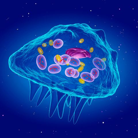 Great progress: How researchers want to heal with a new method of rheumatism
