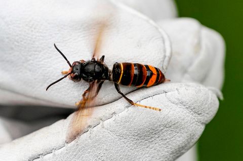 Eine Asiatische Hornisse (Vespa velutina nigrithorax). Dieses Exemplar sitzt auf dem Handschuh eines Biologen.
