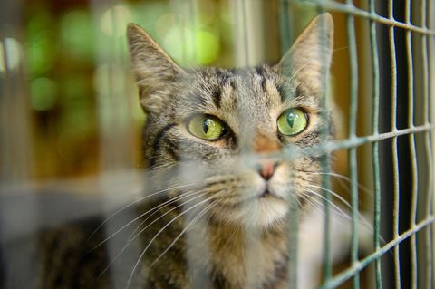 Der Besitzer des Hauses war Tierschützern offenbar schon lange als Tierquäler bekannt