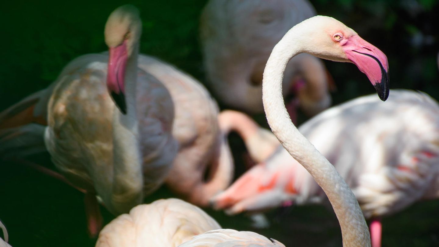 Flamingo Ingo neben seinen Artgenossen in einem kleinen See im Berliner Zoo