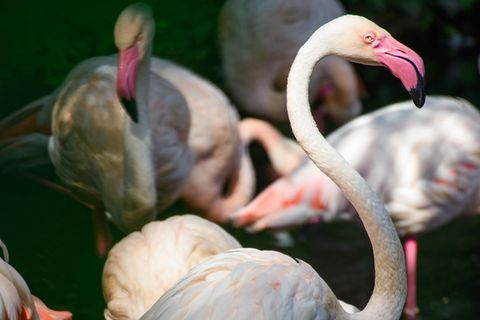 Flamingo Ingo neben seinen Artgenossen in einem kleinen See im Berliner Zoo