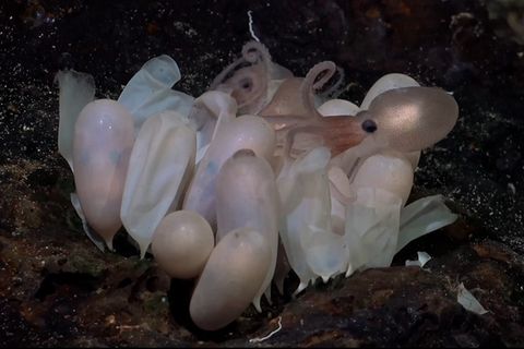 Sensationelle Entdeckung in der Tiefsee: Neue Oktopus-Arten gefunden