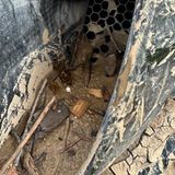 Porsche GT4 RS Slowenien RS Dynamics