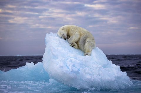 Das Gewinnerfoto mit dem Namen "Ice Bed" des britischen Fotografen Nima Sarikhani. Der Eisbär macht es sich im norwegischen Svalbard-Archipel auf einer Eisscholle bequem und schlummert ein. Wovon der Polarbär wohl träumt?