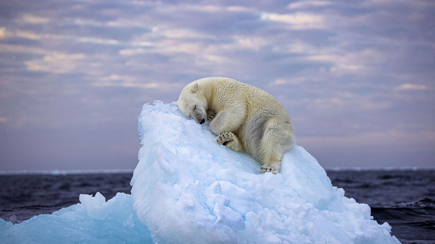 Napping on Ice: Photo of Sleeping Polar Bear Wins Audience Award at London ...