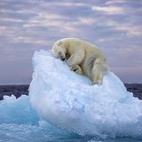 Das Gewinnerfoto mit dem Namen "Ice Bed" des britischen Fotografen Nima Sarikhani. Der Eisbär macht es sich im norwegischen Svalbard-Archipel auf einer Eisscholle bequem und schlummert ein. Wovon der Polarbär wohl träumt?