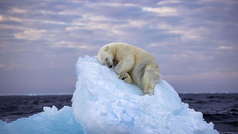 Das Gewinnerfoto mit dem Namen "Ice Bed" des britischen Fotografen Nima Sarikhani. Der Eisbär macht es sich im norwegischen Svalbard-Archipel auf einer Eisscholle bequem und schlummert ein. Wovon der Polarbär wohl träumt?