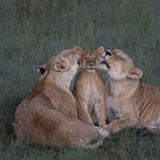 Zwei Löwinnen kümmern sich hingebungsvoll um den Rudel-Nachwuchs