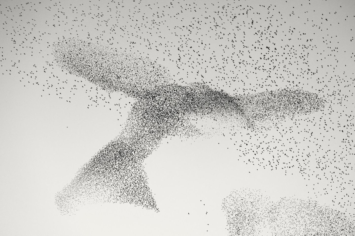 Diese Stare in Rom scheinen auf dem Weg zu ihren Schlafplätzen – so scheint es – als Schwarm einen übergroßen Vogel zu bilden