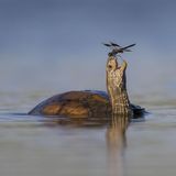 Eine Libelle sitzt auf dem Kopf einer Schildkröte