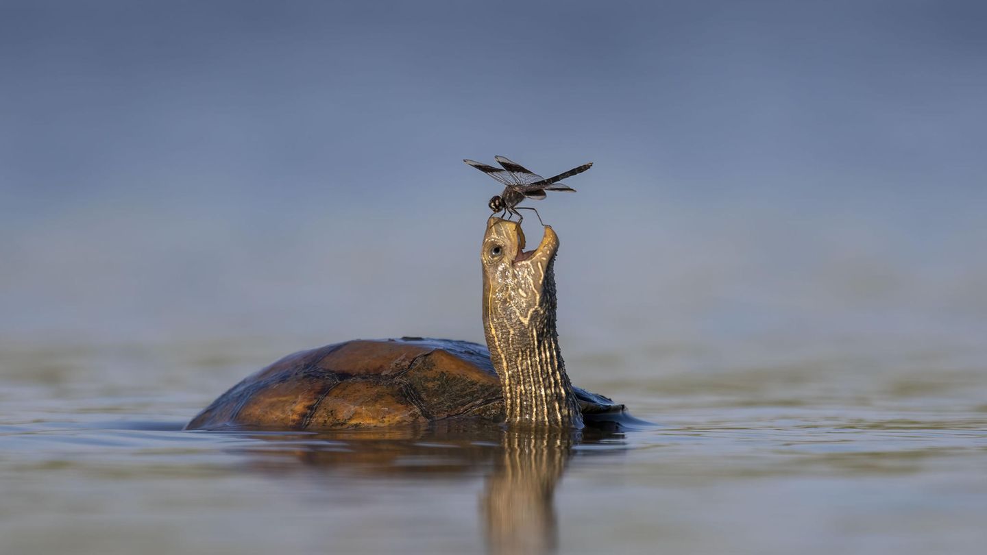 Eine Libelle sitzt auf dem Kopf einer Schildkröte Eine Libelle sitzt auf dem Kopf einer Schildkröte