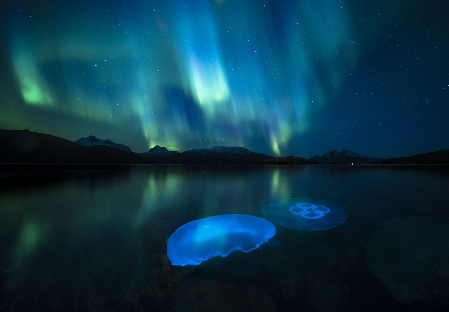 Zwei Mondquallen in einem Fjord, außerhalb der Stadt Tromsø vor dem Hintergrund der Polarlichter