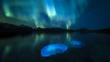 Zwei Mondquallen in einem Fjord, außerhalb der Stadt Tromsø vor dem Hintergrund der Polarlichter